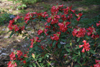 dicroanthum v dicroanthum 2001-299 -3